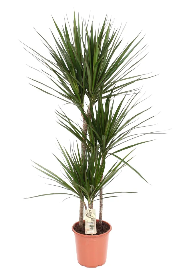 green-guardia-unsere-pflanzen-drachenbaum-55cm-zimmerpflanze-pflegeleicht image 1