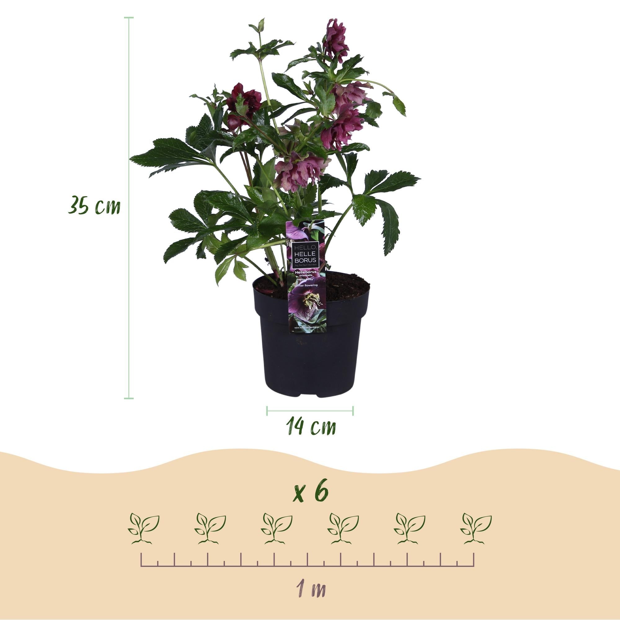 green-guardia-helleborus-double-ellen-red-christrose-1-pflanze image 2