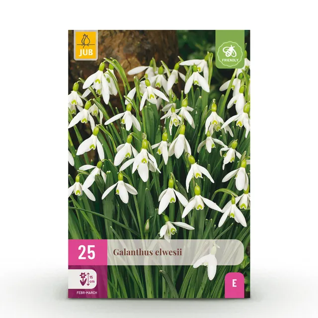 green-guardia-galanthus-elwesii-schneegl-ckchen-25-zwiebeln image 1