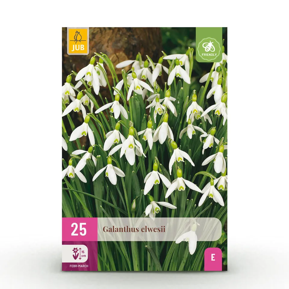 green-guardia-galanthus-elwesii-schneegl-ckchen-25-zwiebeln image 1