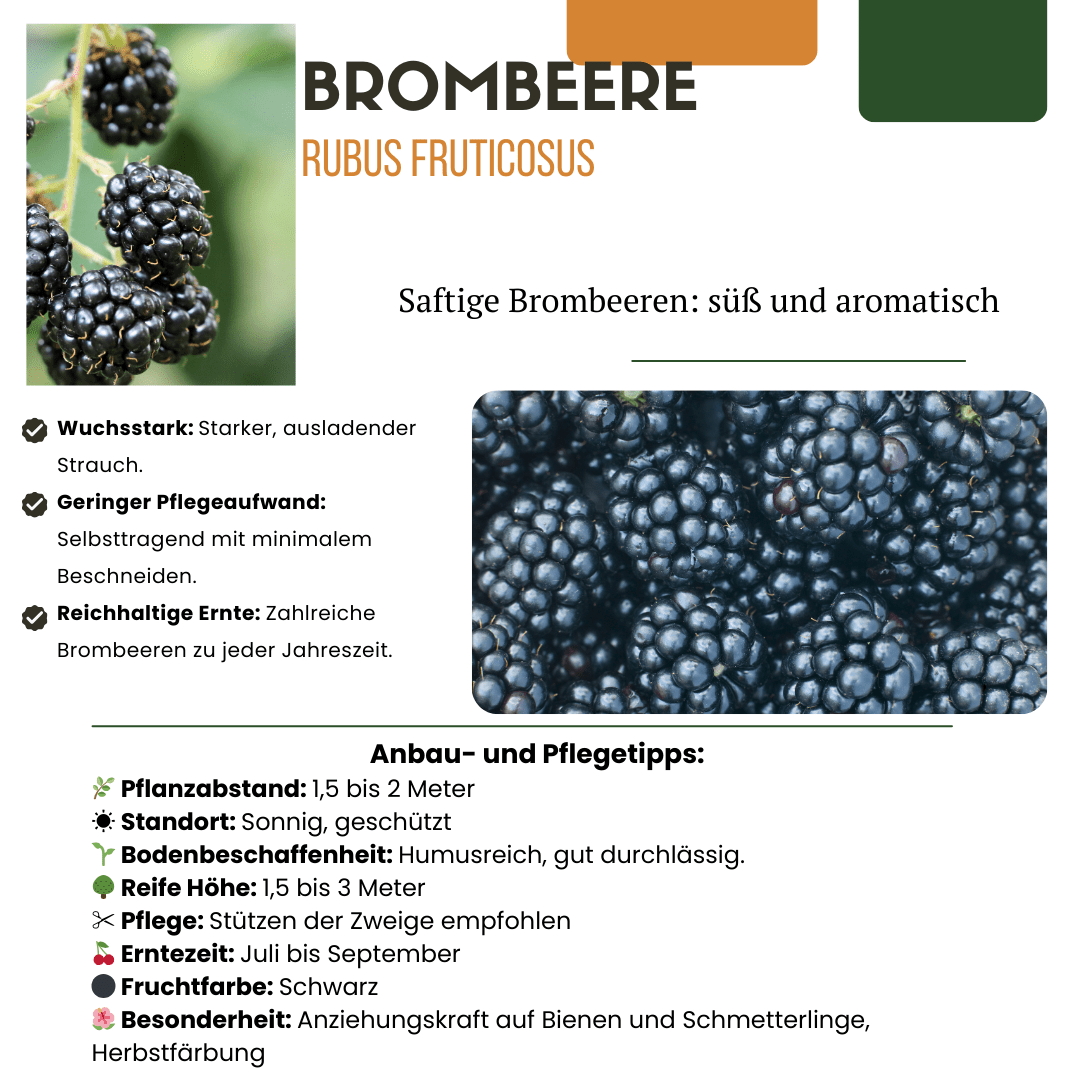 green-guardia-s-e-ernte-trio-bio-obstpflanzen-set-feige-kiwi-brombeere image 7