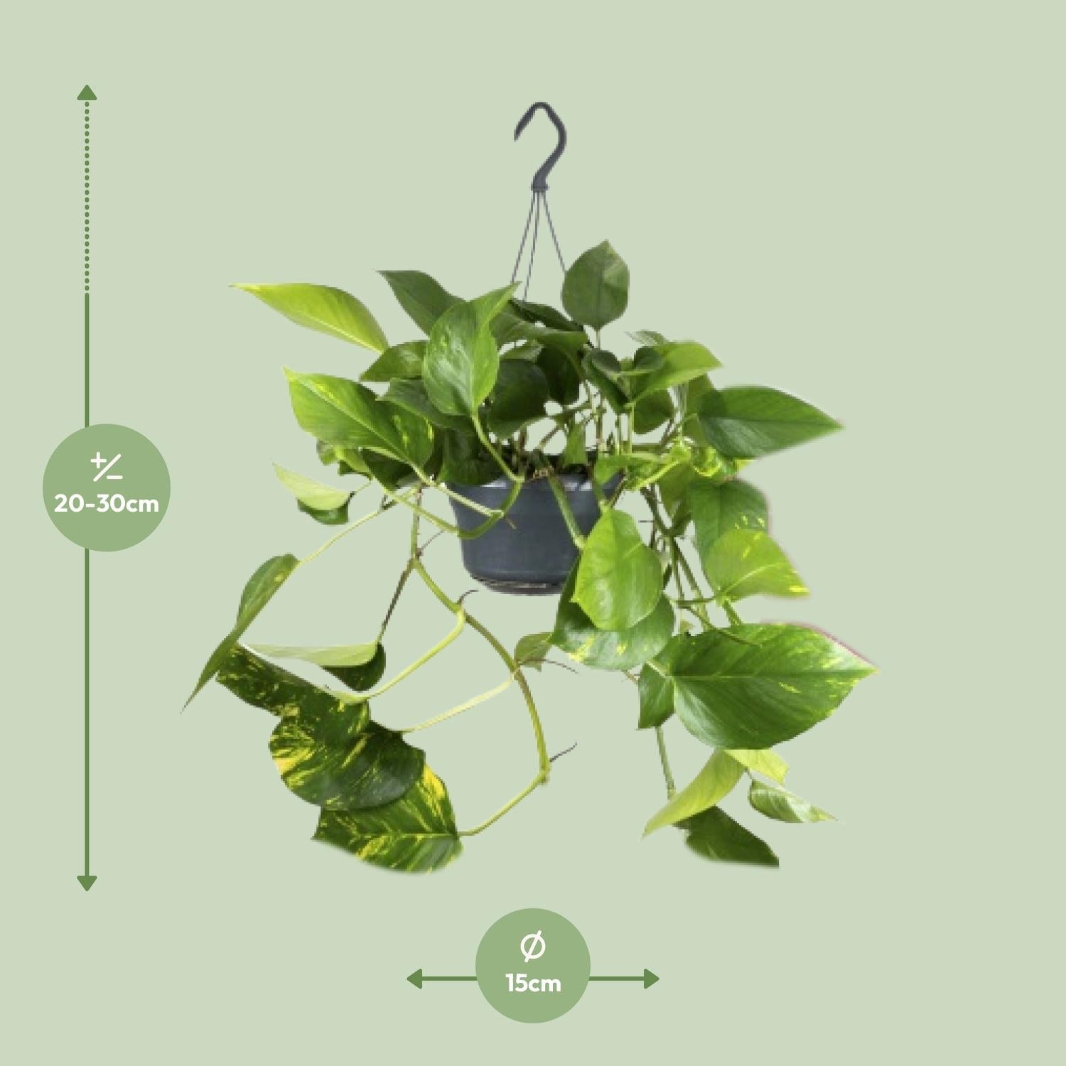 green-guardia-unsere-pflanzen-epipremnum-aureum-efeutute-25cm-12cm image 2