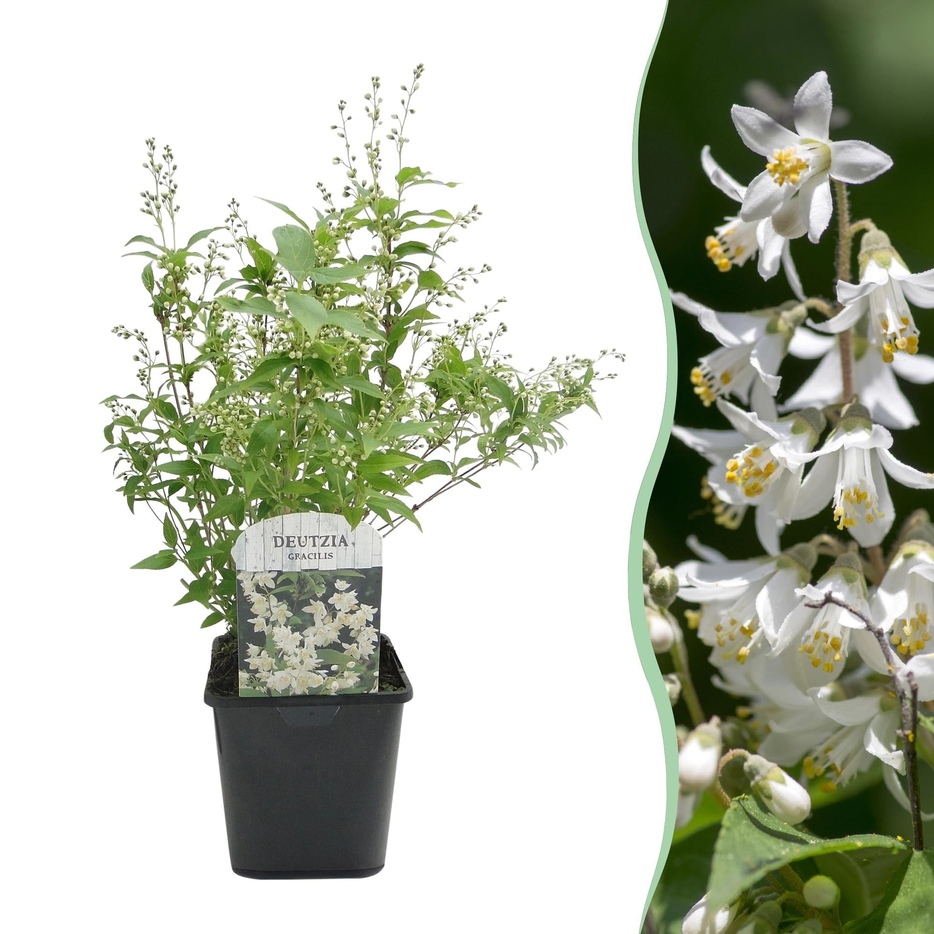 green-guardia-deutzia-gracilis-maiblumenstrauch-17-cm-topf-wei image 1