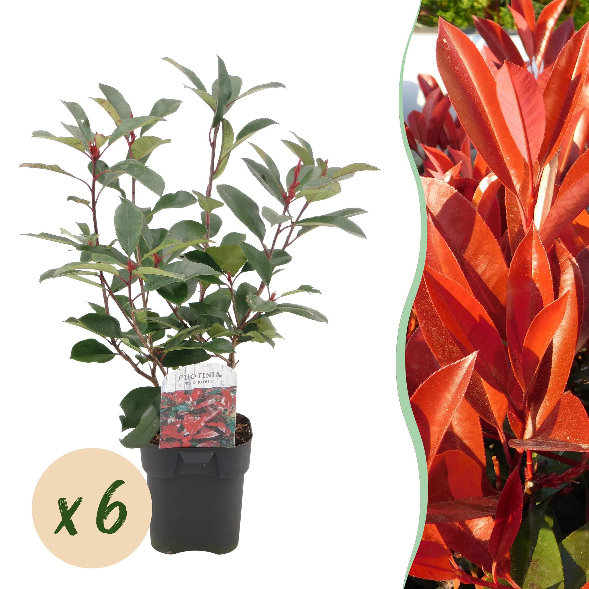 green-guardia-red-robin-glanzmispel-6-pflanzen-50-cm image 1