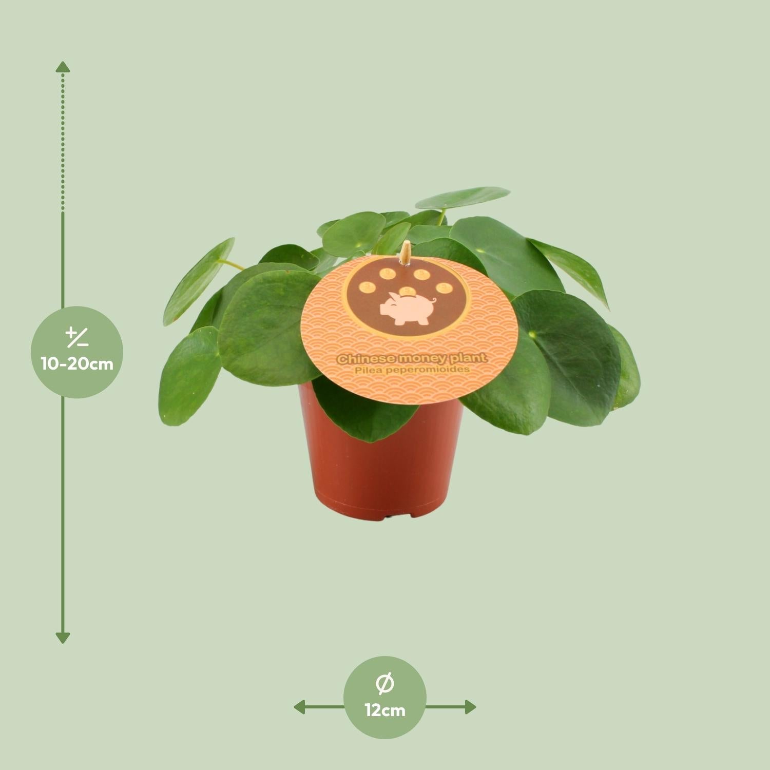 green-guardia-pilea-peperomioides-geldbaum-15-30-cm-topf image 5