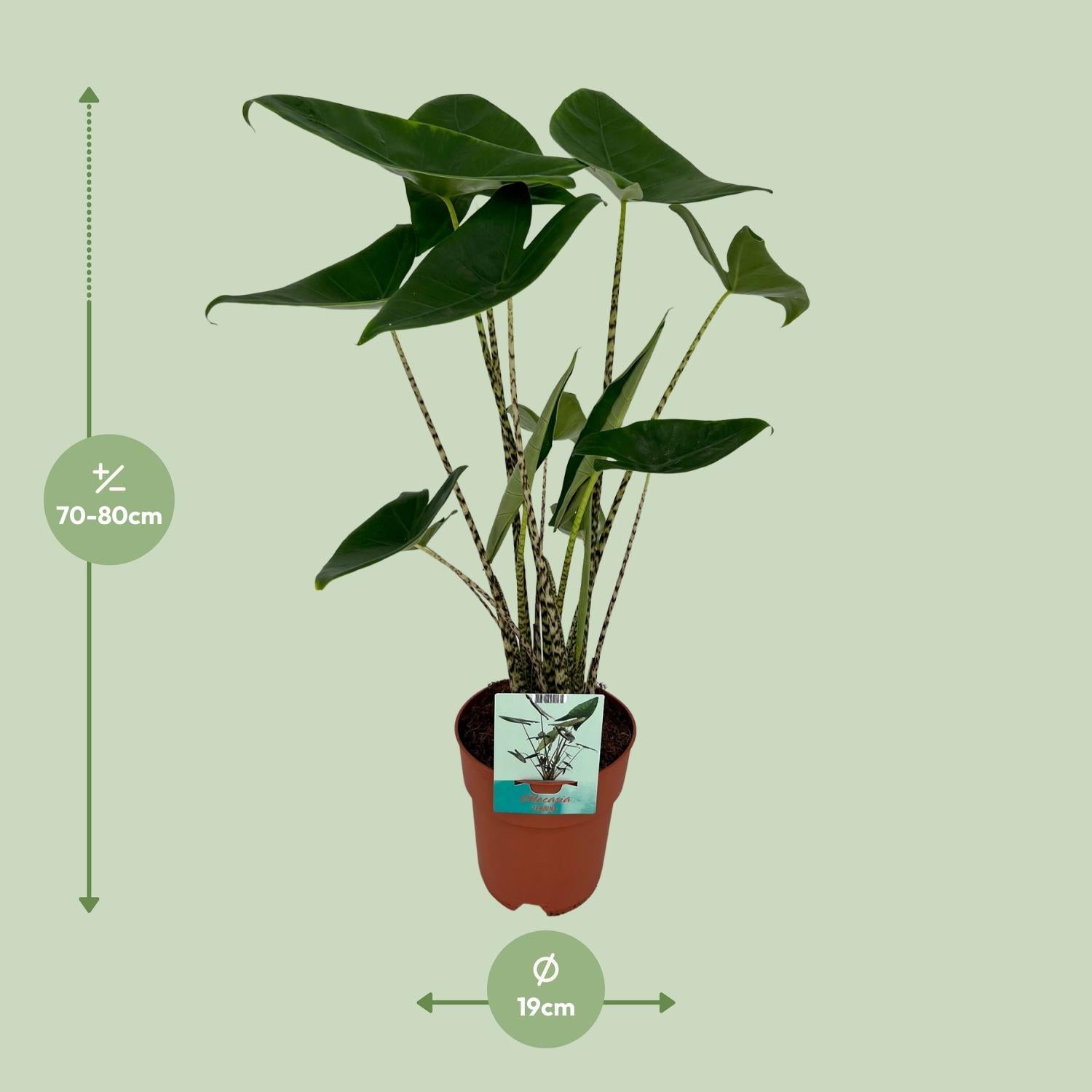 green-guardia-alocasia-zebrina-pfeilblatt-75-cm-19-cm-topf image 4