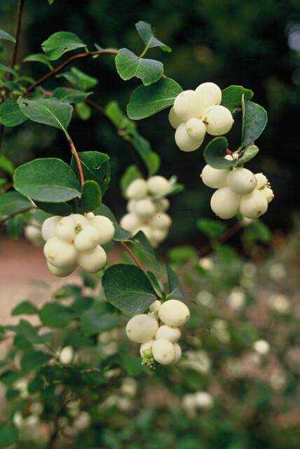 green-guardia-unsere-pflanzen-symphoricarpos-hancock-bodendecker-9cm image 4