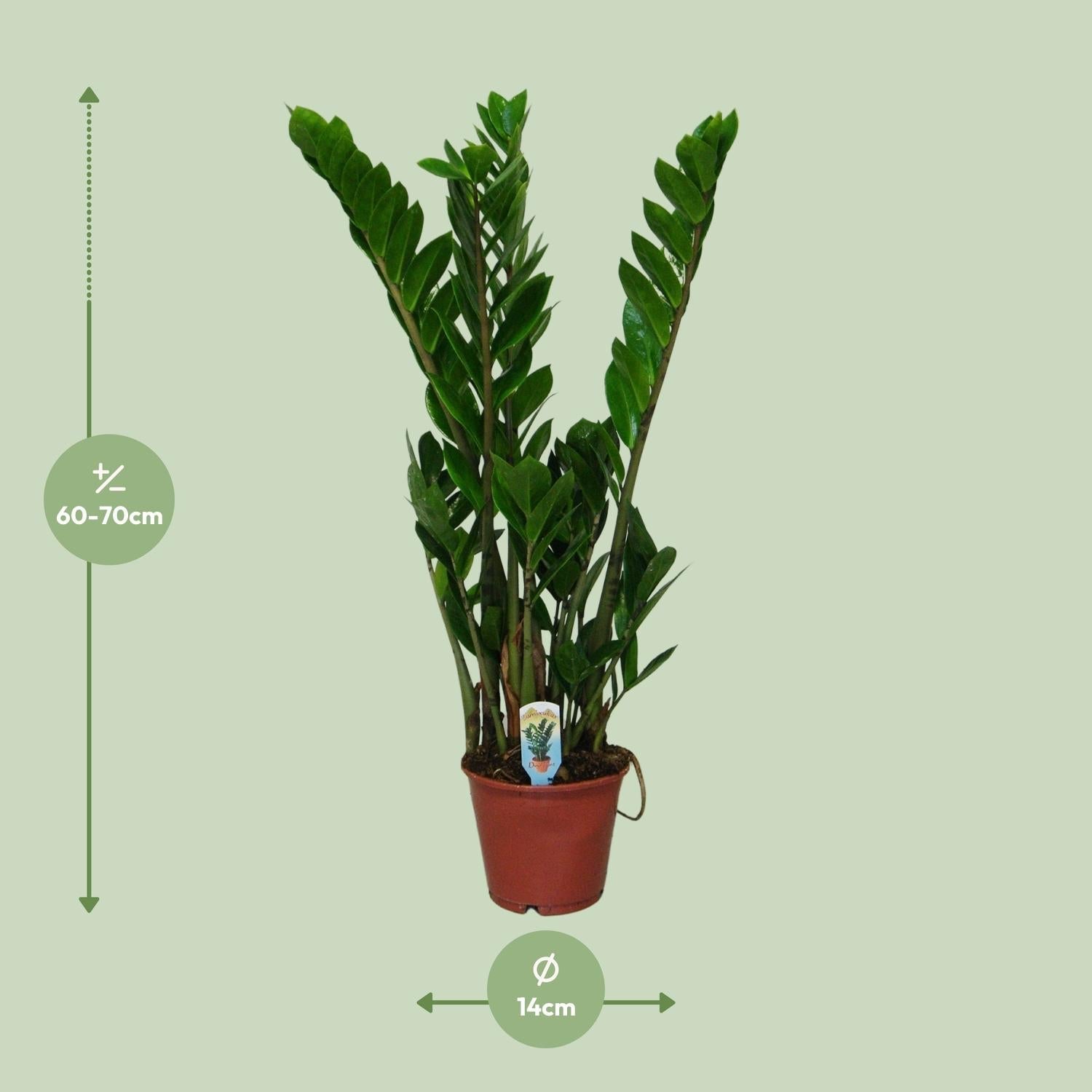 green-guardia-zamioculcas-gl-cksfeder-pflanze-50cm-14cm image 6