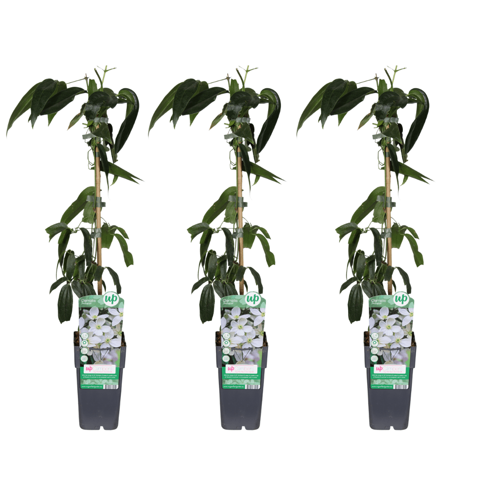 green-guardia-unsere-pflanzen-clematis-armandii-15-cm-topf image 2