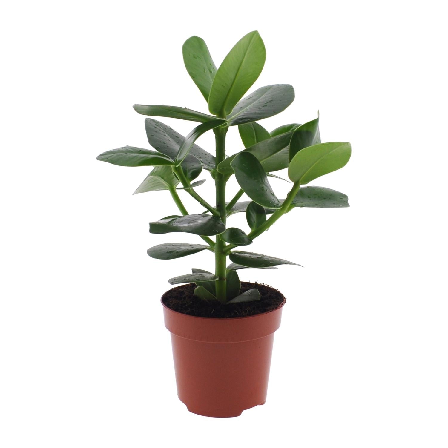green-guardia-clusia-rosea-princess-zimmerpflanze-12cm-gr-n image 1