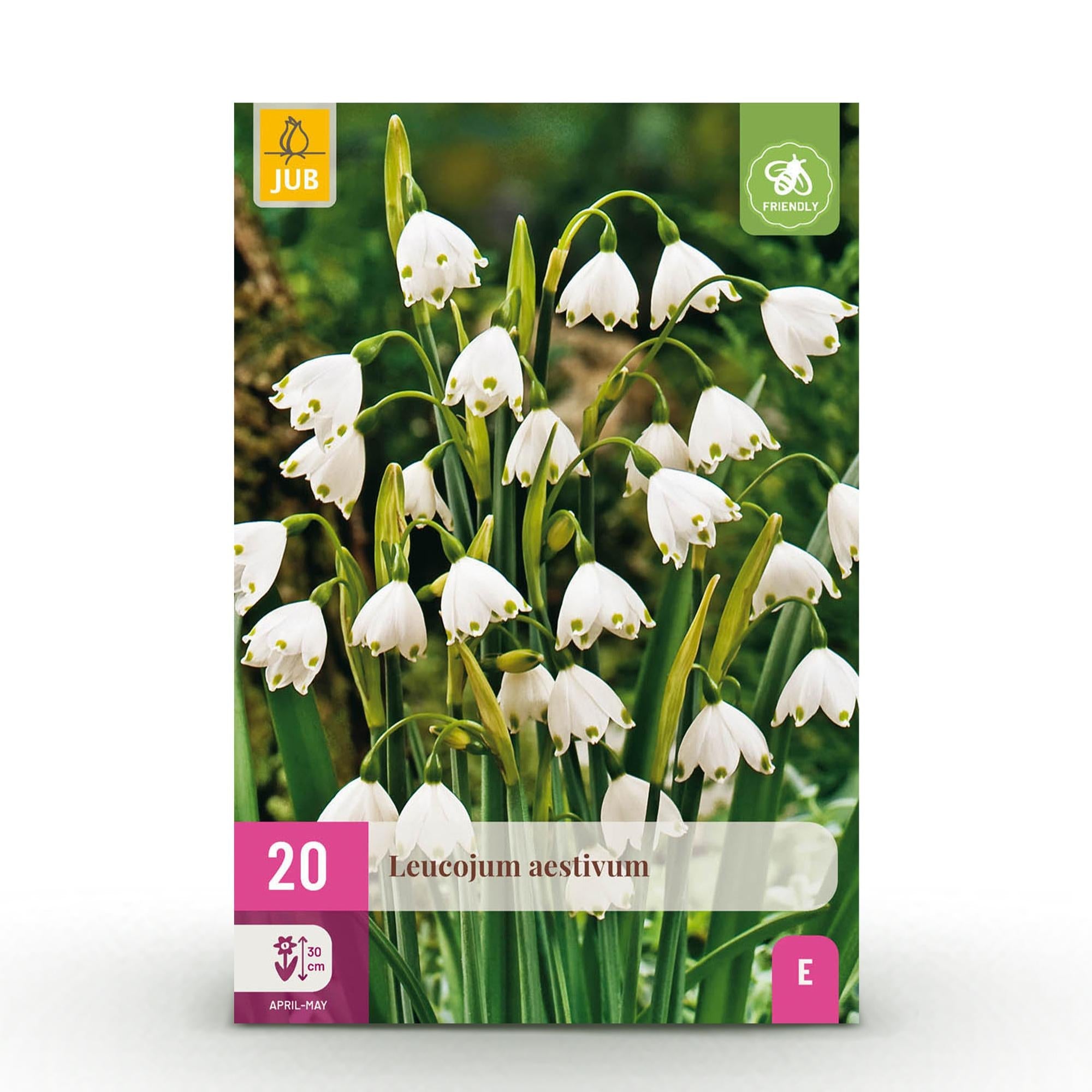 green-guardia-leucojum-blumenzwiebeln-wei-20-st-ck-winterhart image 1
