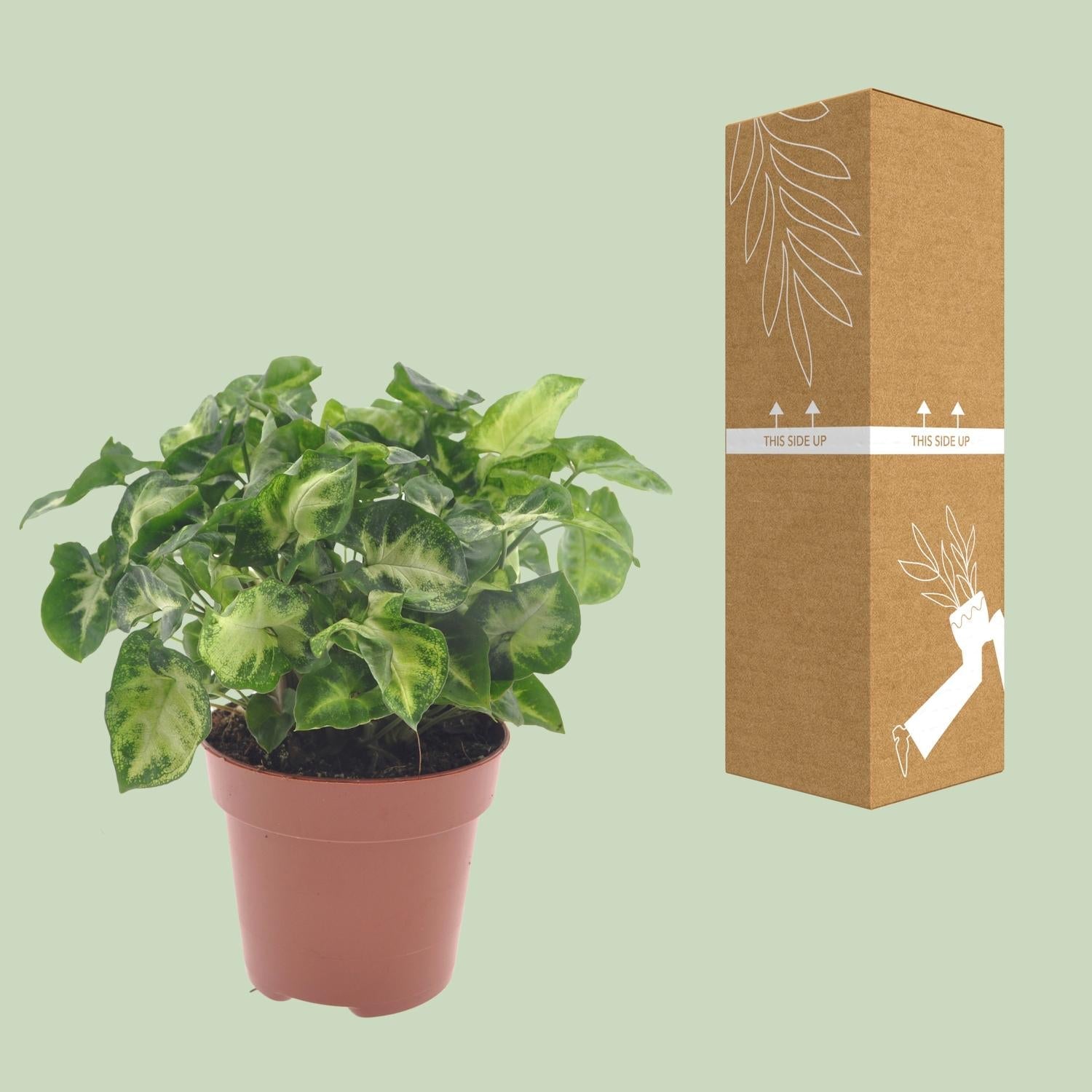 green-guardia-unsere-pflanzen-syngonium-pixie-zimmerpflanze-12cm-30cm-pflegeleic image 3
