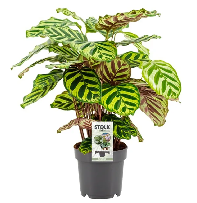 green-guardia-calathea-makoyana-korbmarante-14cm-45cm image 1