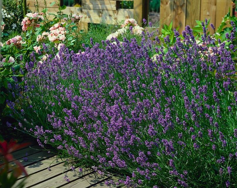 green-guardia-lavendel-munstead-duftpflanze-6-pflanzen image 3