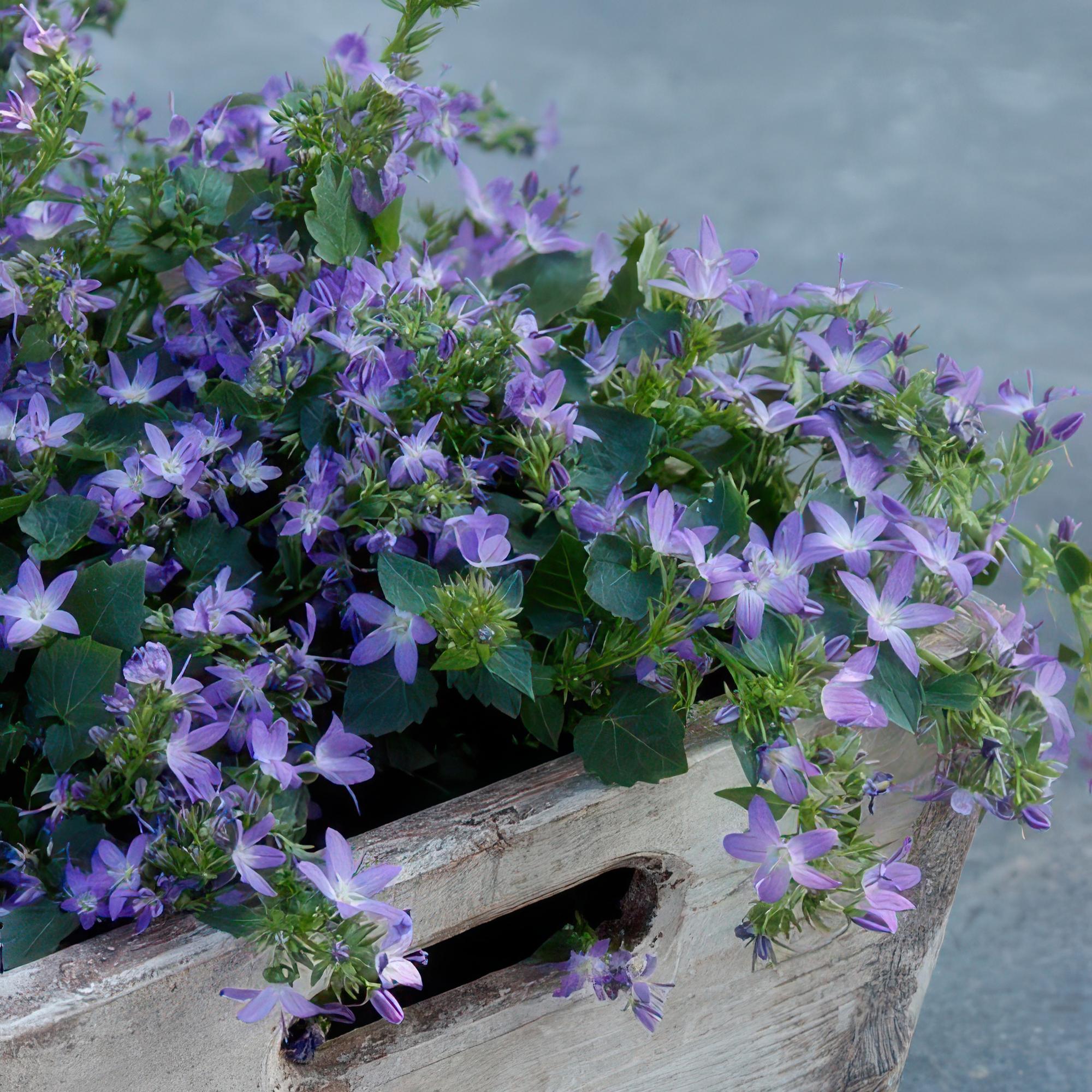 green-guardia-glockenblume-stella-pflanze-9cm-topf image 4