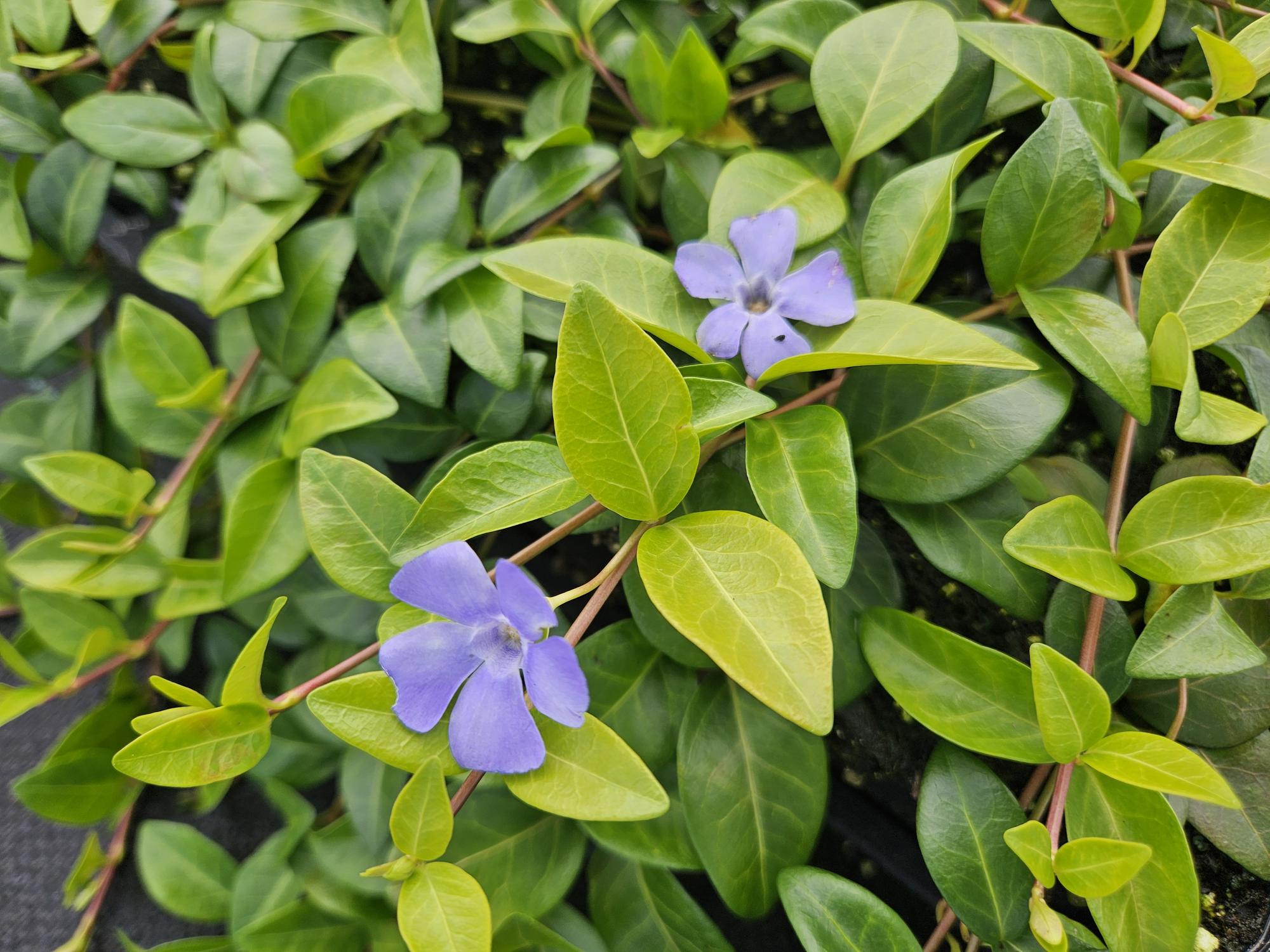 green-guardia-vinca-minor-la-grave-immergr-n-6-pflanzen image 4