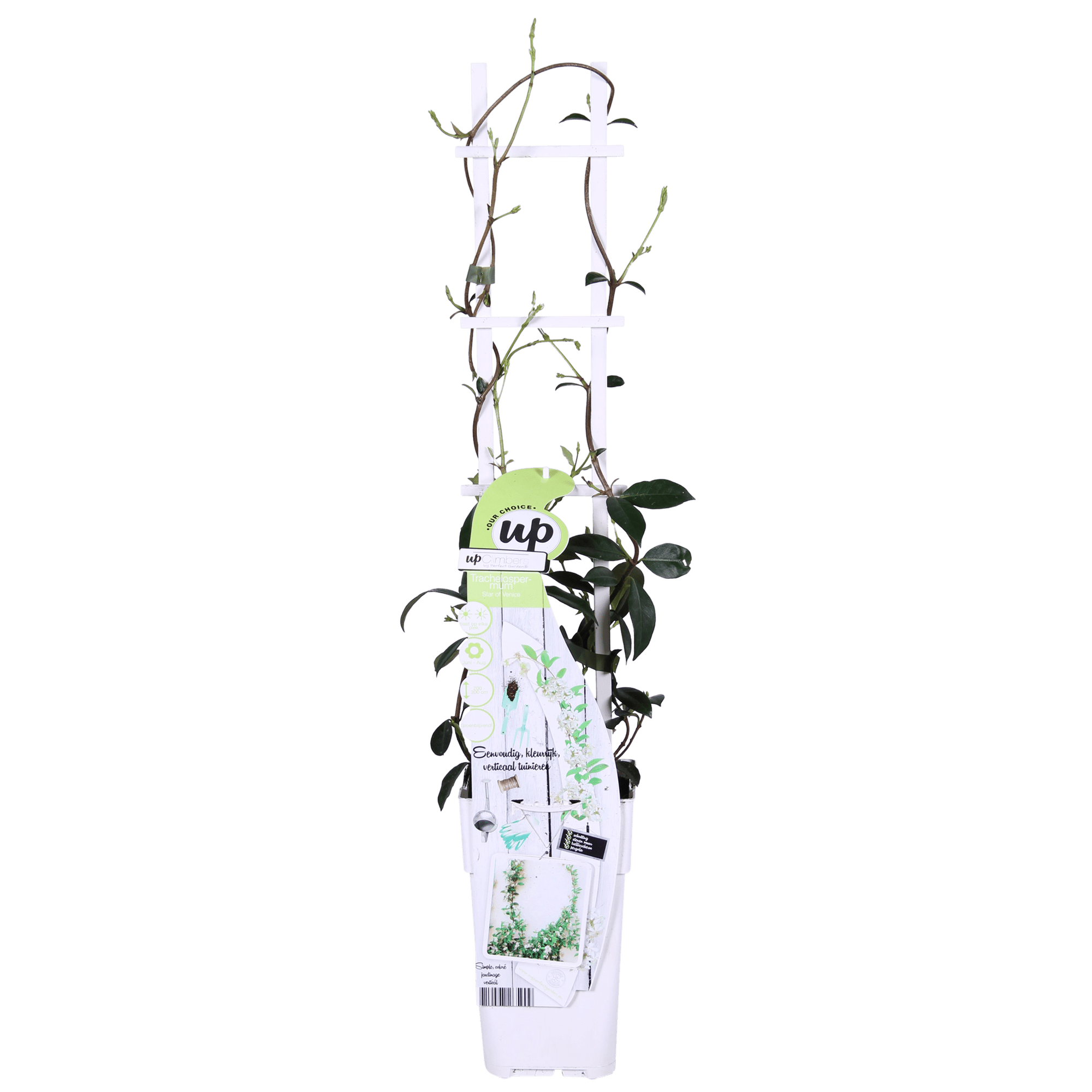 green-guardia-unsere-pflanzen-trachelospermum-star-of-venice-65-cm image 6