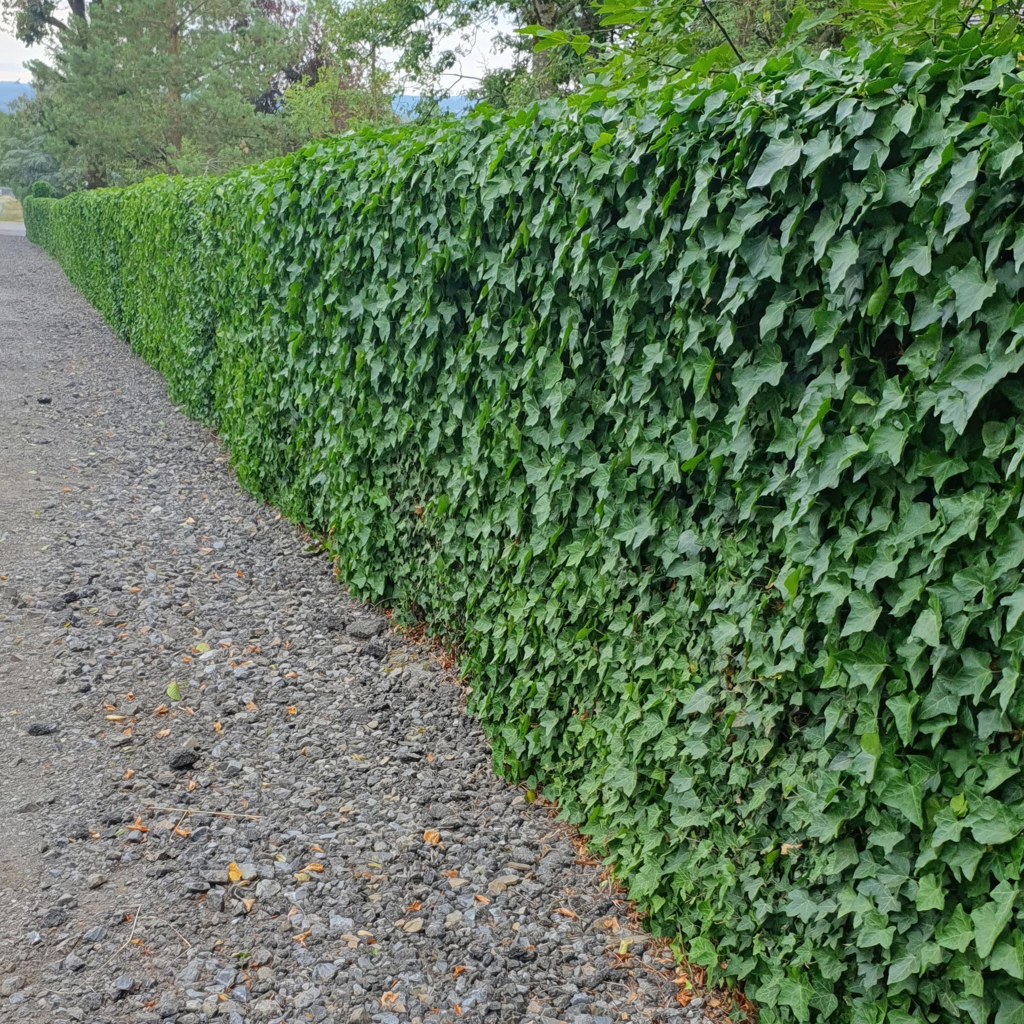 green-guardia-unsere-pflanzen-hedera-hibernica-efeu-6x-9-cm-topf image 3