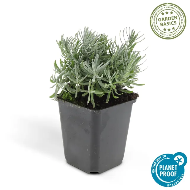 green-guardia-hidcote-lavandula-lavendel-6-pflanzen-9cm-violett image 1
