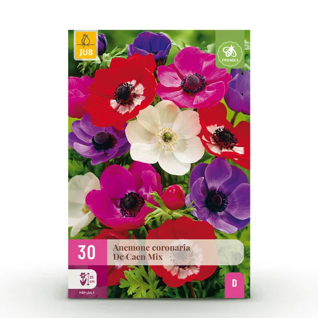 green-guardia-anemone-de-caen-mix-30-zwiebeln-xxl image 1