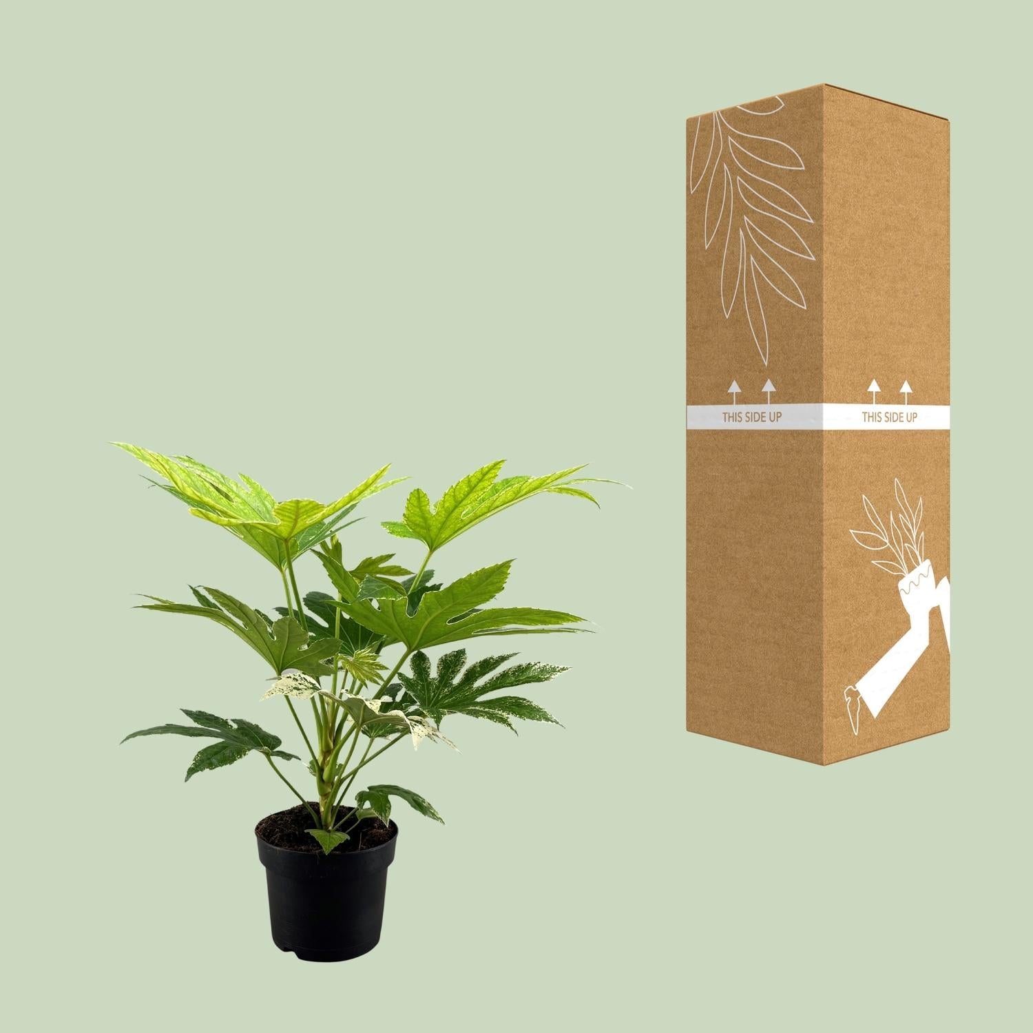 green-guardia-unsere-pflanzen-fatsia-spider-web-zimmeraralie-17cm image 3