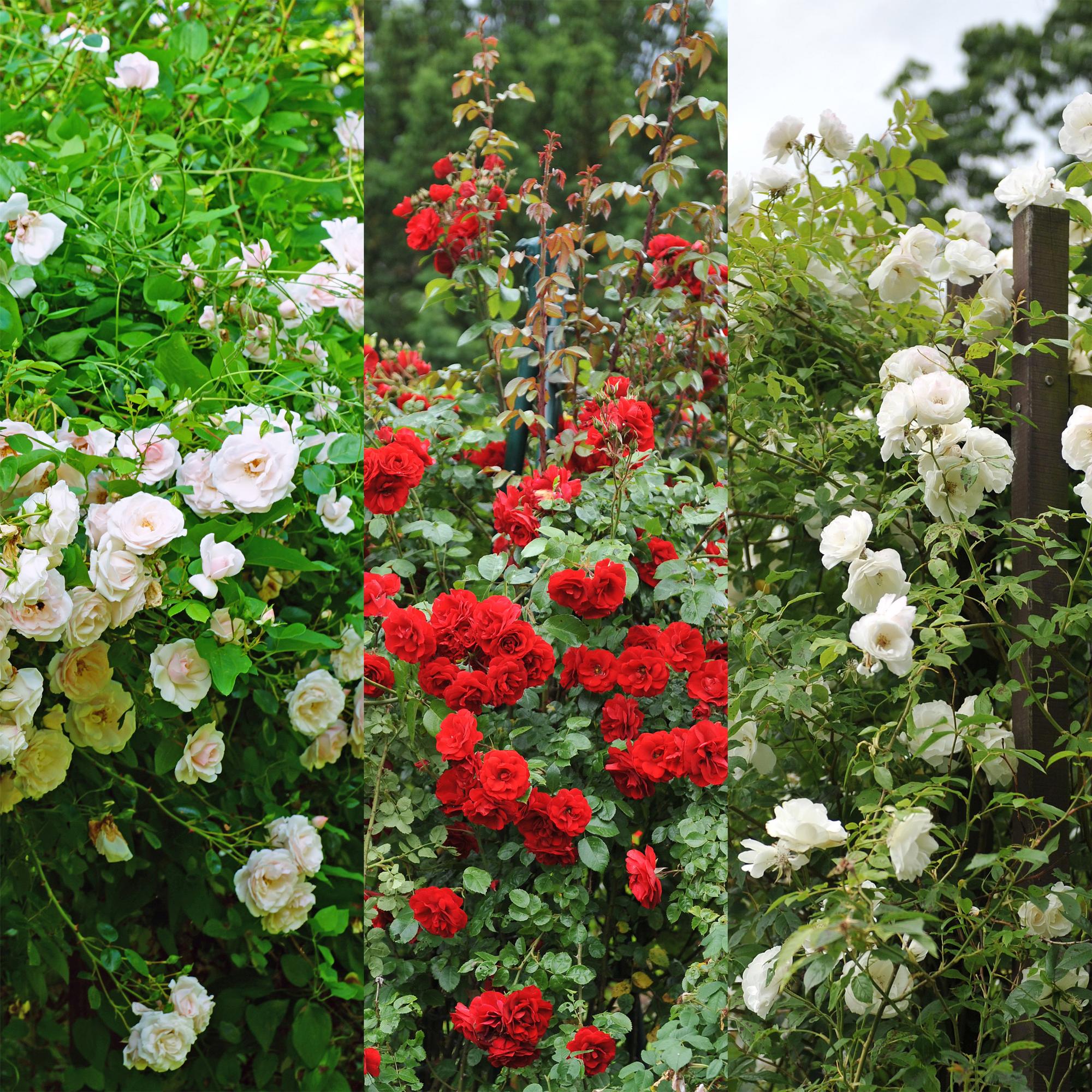 green-guardia-rosa-tricolour-kletterrose-3x-40-cm-mehrfarbig-duftend image 4