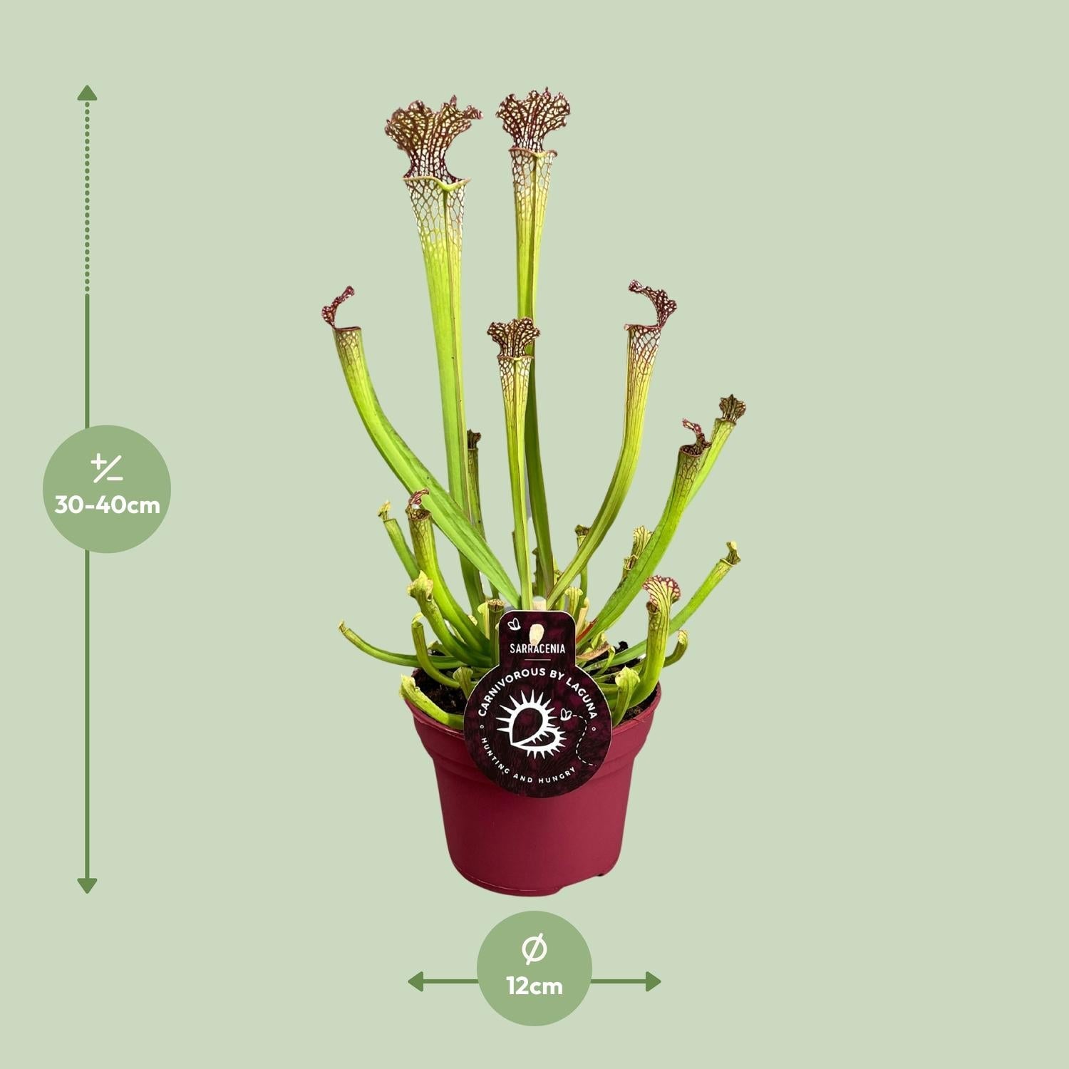 green-guardia-unsere-pflanzen-sarracenia-psittacina-12-cm-topf image 4