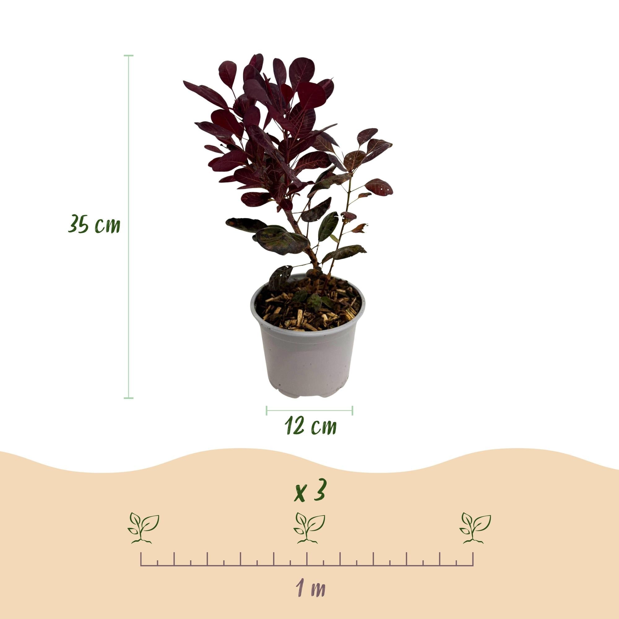green-guardia-cotinus-coggyria-lilla-zierstrauch-lila-12cm image 2