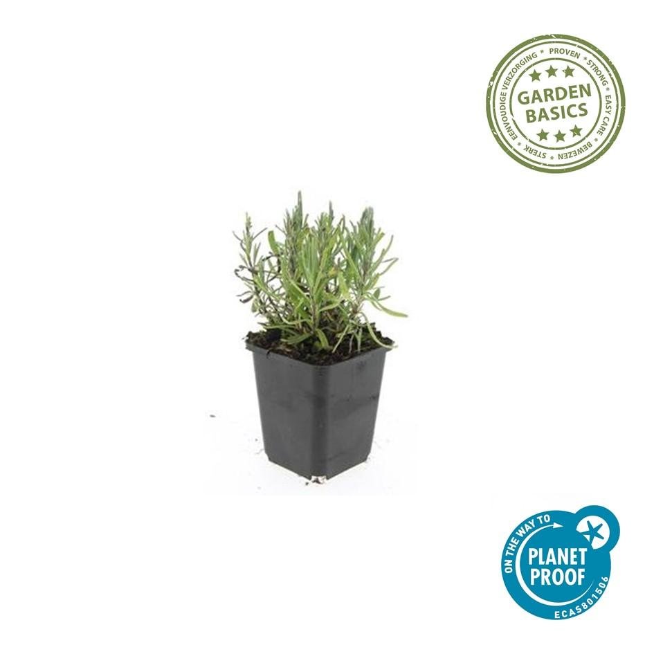 green-guardia-lavendel-munstead-duftpflanze-6-pflanzen image 1