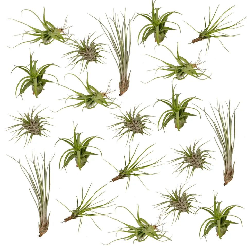 green-guardia-tillandsia-luftpflanzen-mix-20-st-ck-6-cm image 1