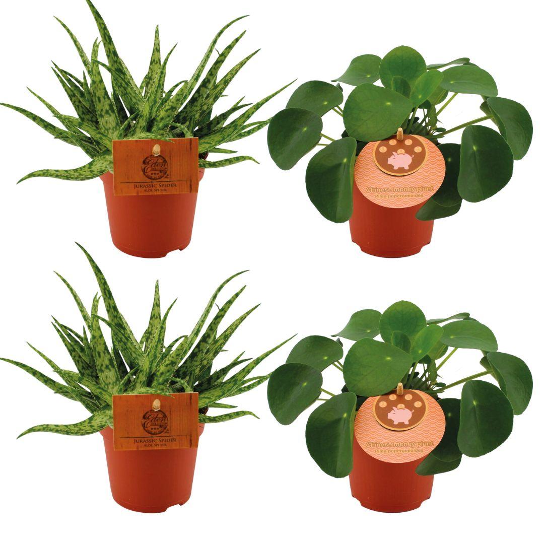 green-guardia-unsere-pflanzen-aloe-spider-pilea-zimmerpflanzen-4er-set image 1