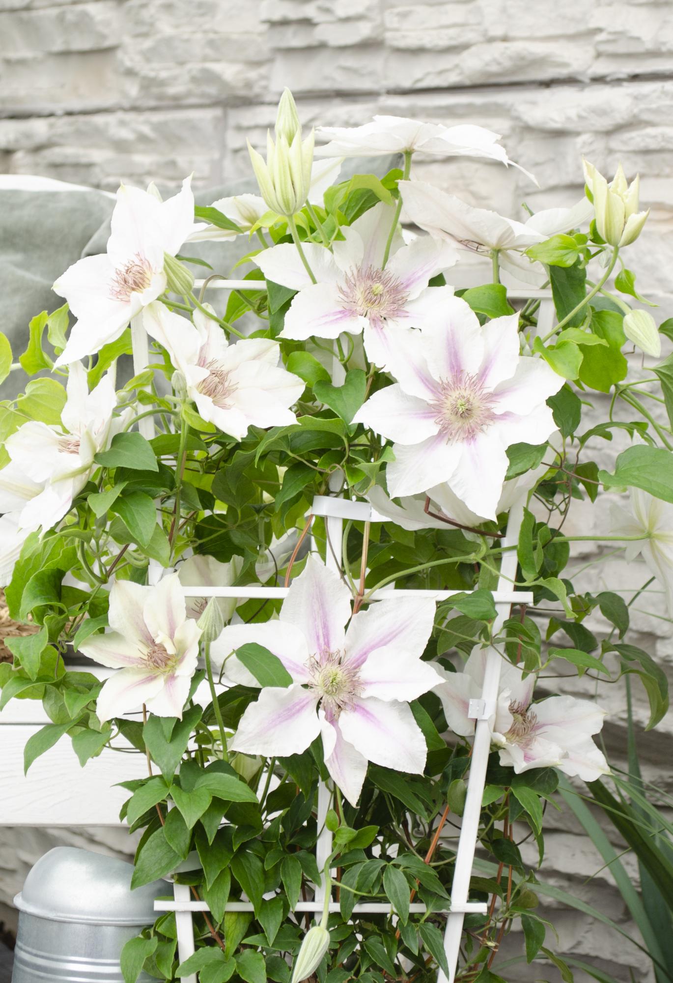 green-guardia-unsere-pflanzen-clematis-corinne-wei-65cm image 3