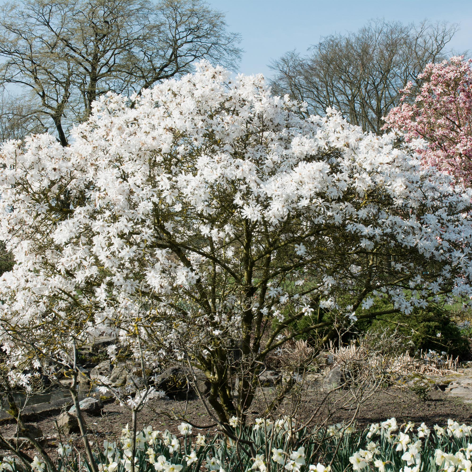 green-guardia-unsere-pflanzen-magnolia-stellata-zierstrauch-wei image 4