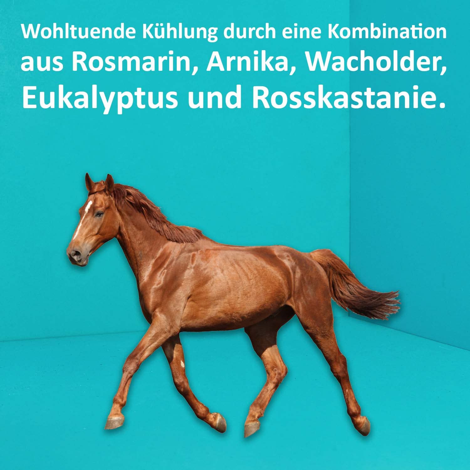 green-hero-haustiere-pferdesalbe-k-hlend-500-ml-rosmarin image 4