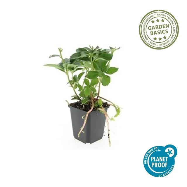 green-guardia-unsere-pflanzen-pachysandra-bodendecker-6-pflanzen-schatten image 1