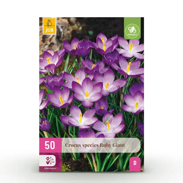 green-guardia-crocus-ruby-giant-blumenzwiebeln-lila-50-st-ck image 1