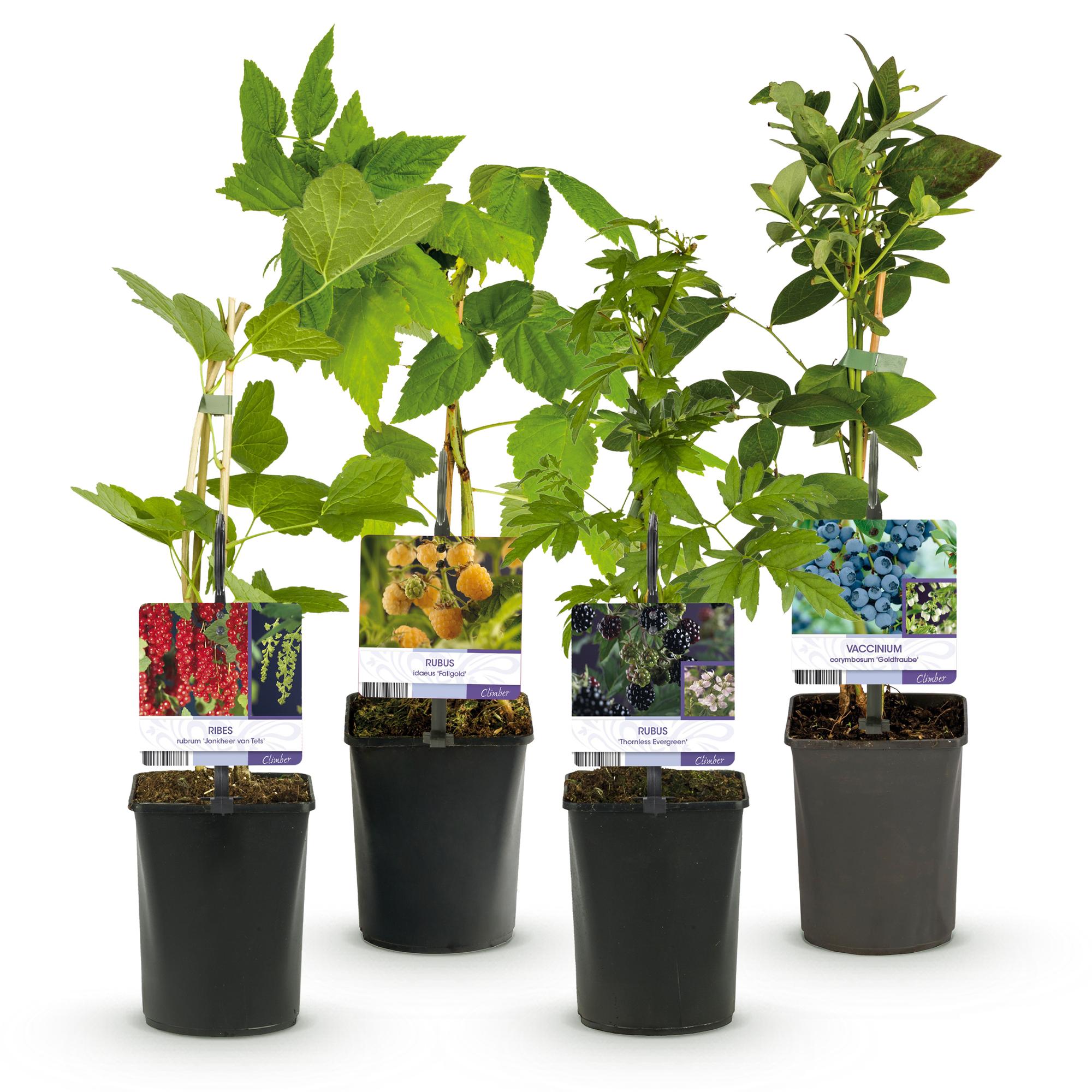 green-guardia-unsere-pflanzen-beerenmix-obstpflanzen-4x-11cm-topf image 2