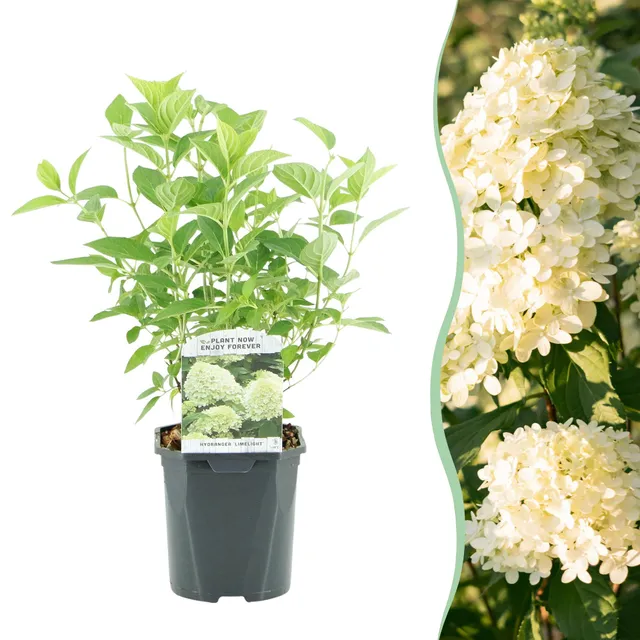 green-guardia-unsere-pflanzen-rispenhortensie-limelight-50cm-einzelpflanze image 1