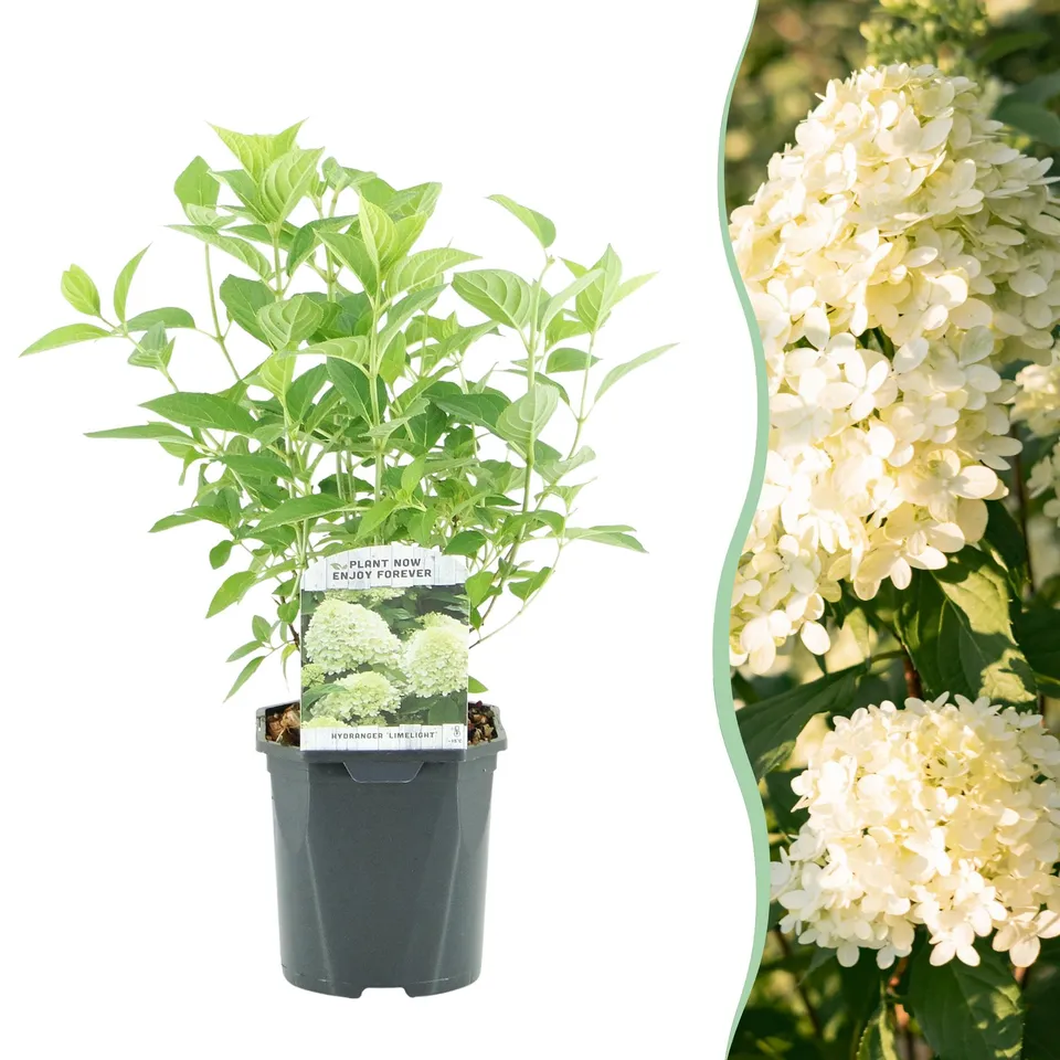 green-guardia-unsere-pflanzen-rispenhortensie-limelight-50cm-einzelpflanze image 1