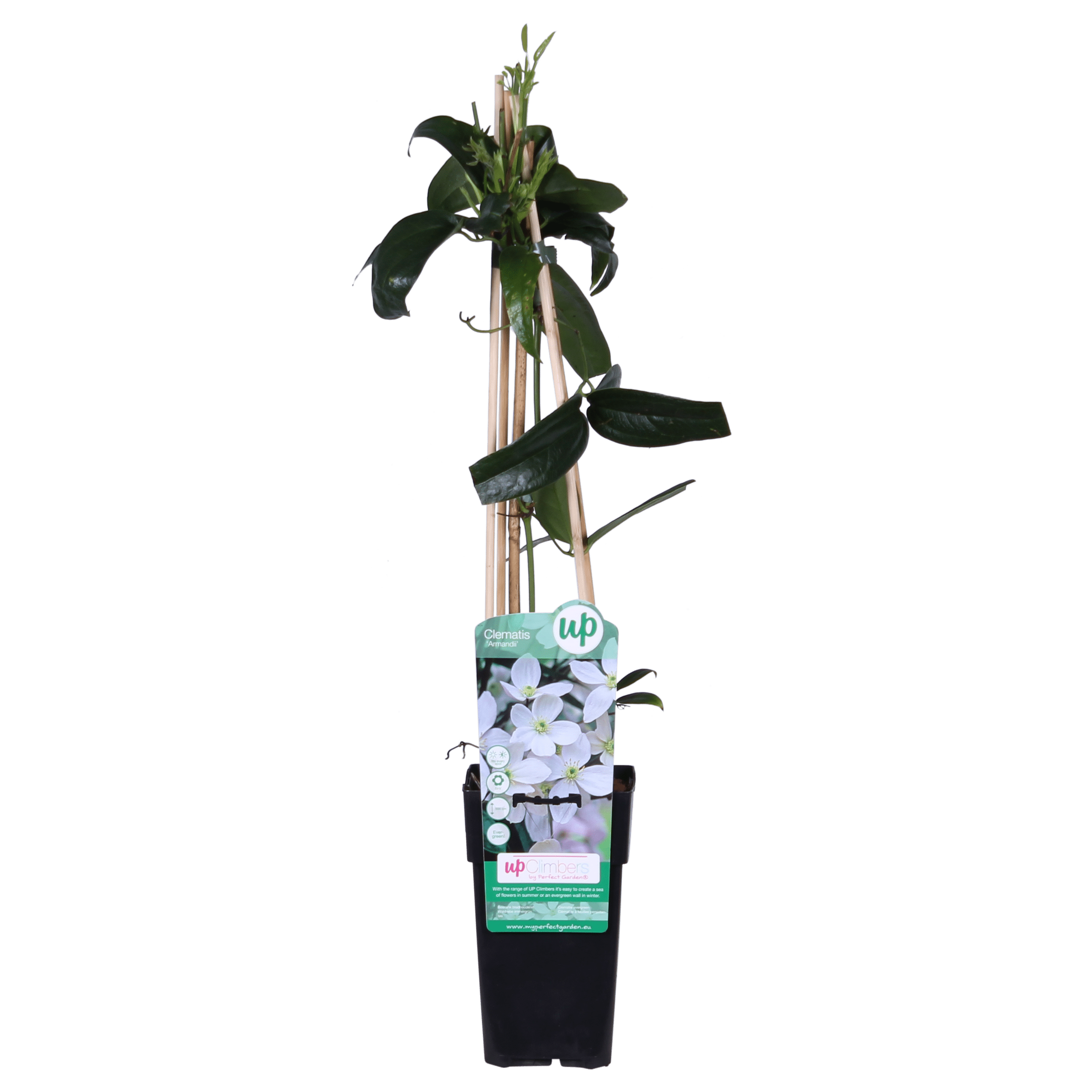 green-guardia-unsere-pflanzen-clematis-armandii-15-cm-topf image 1