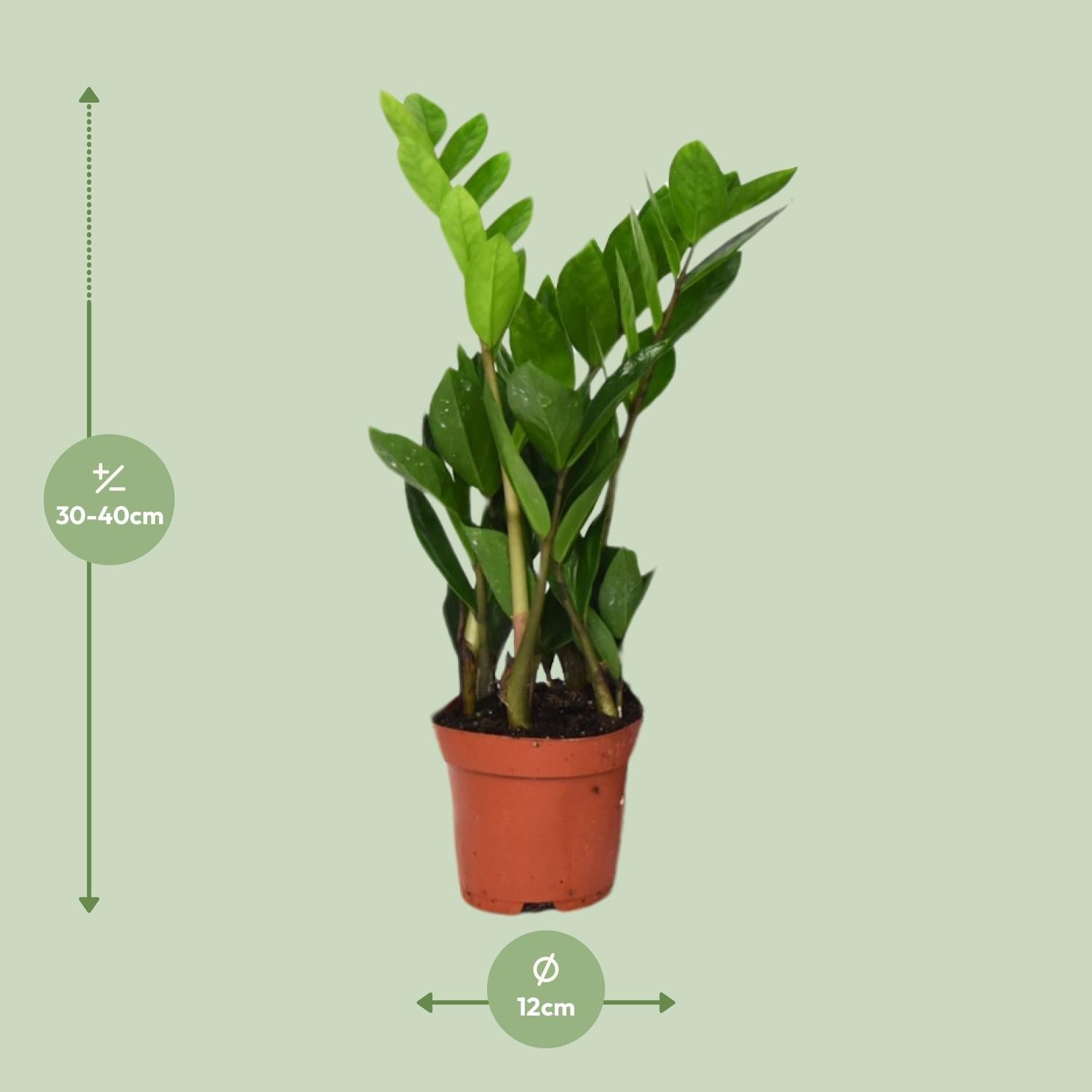 green-guardia-zamioculcas-gl-cksfeder-pflanze-50cm-14cm image 4