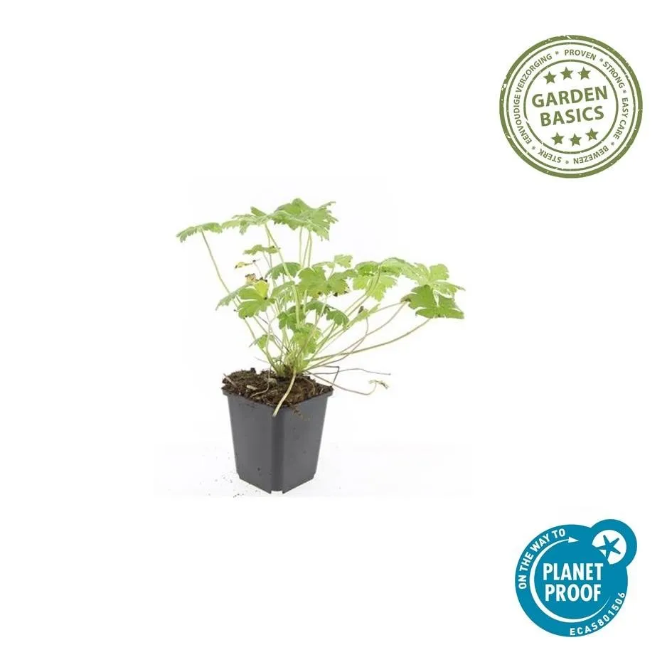 green-guardia-geranium-tiny-monster-storchschnabel-6-pflanzen image 1
