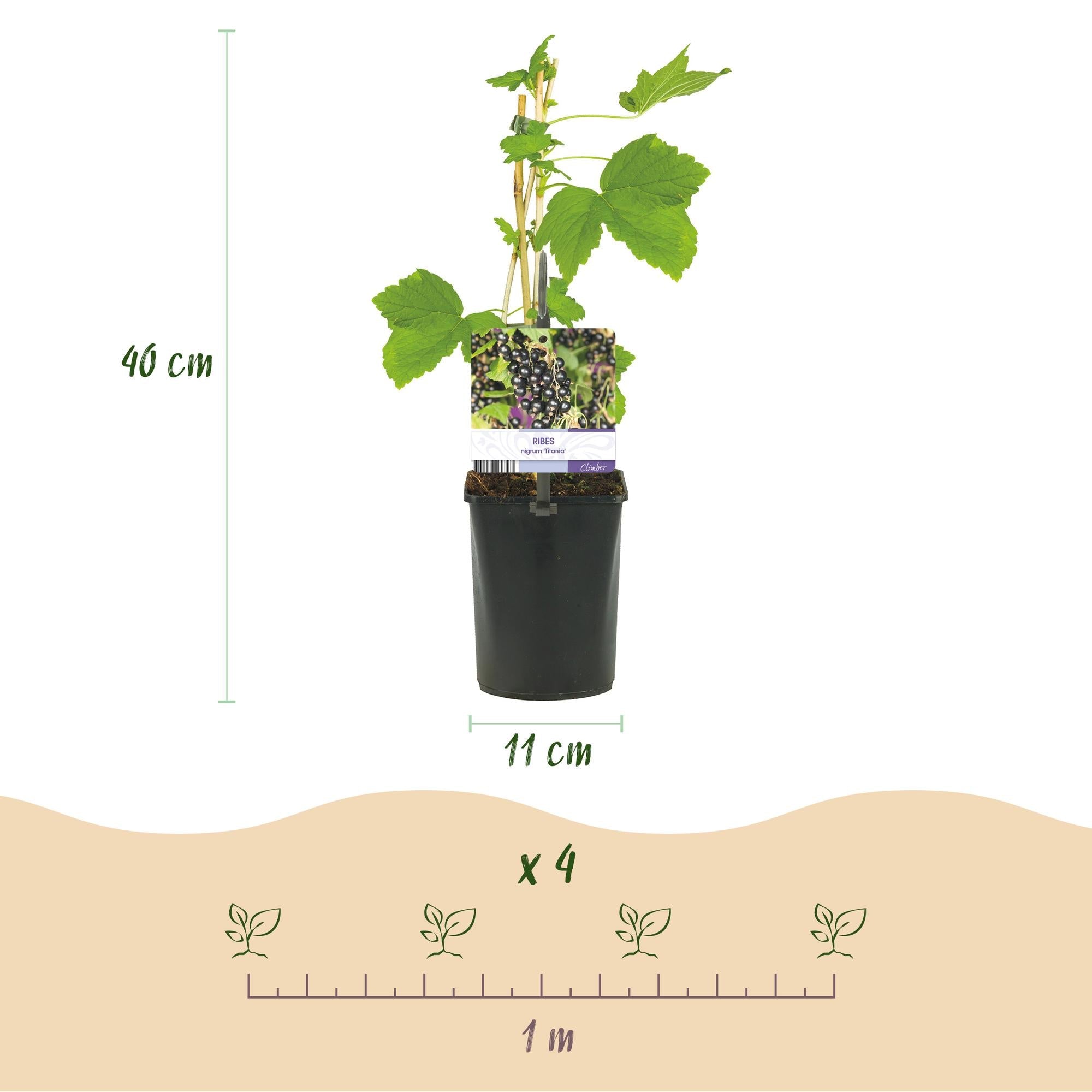 green-guardia-unsere-pflanzen-ribes-titania-johannisbeere-2x-40cm image 5