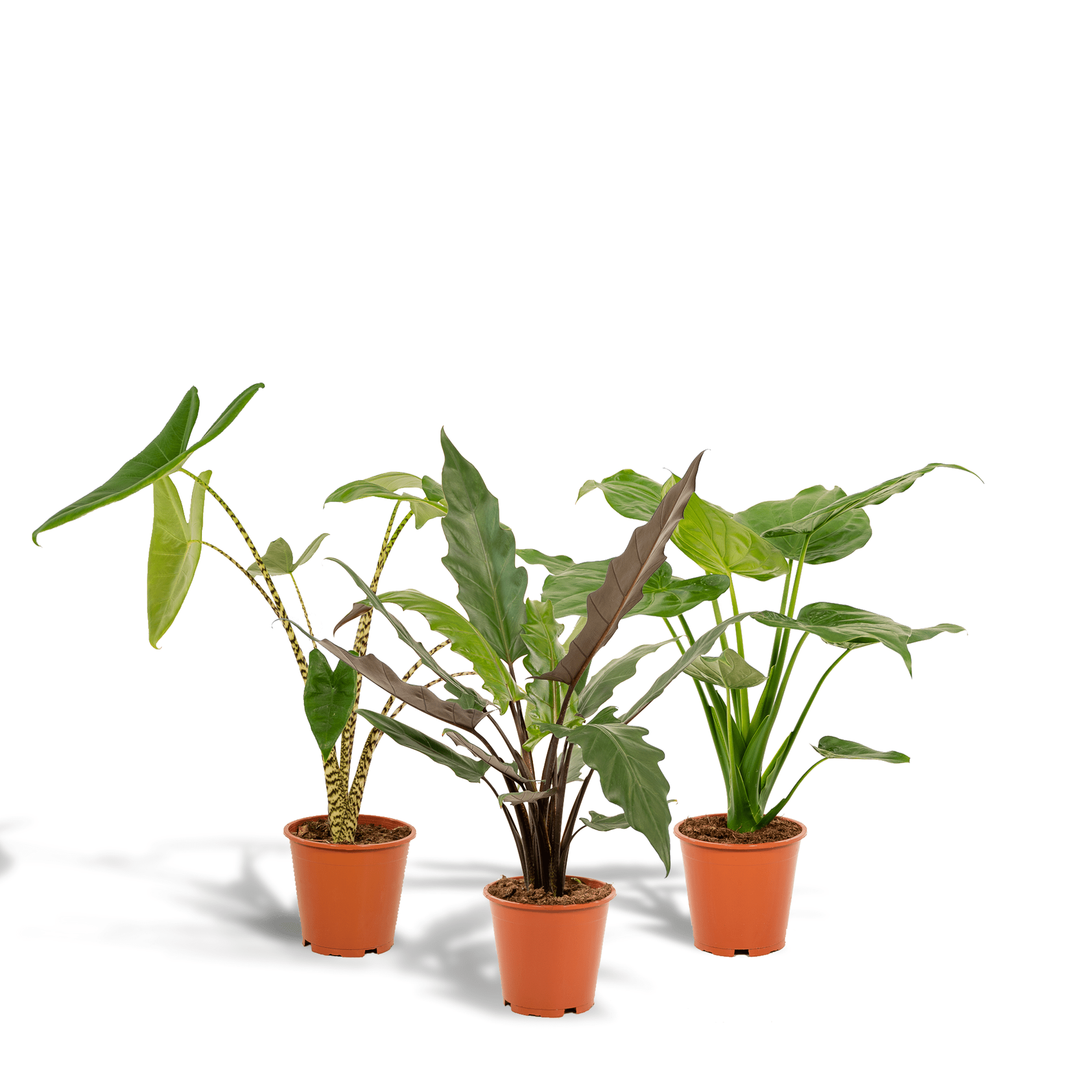 green-guardia-unsere-pflanzen-alocasia-set-3-pflanzen-60-75cm image 1