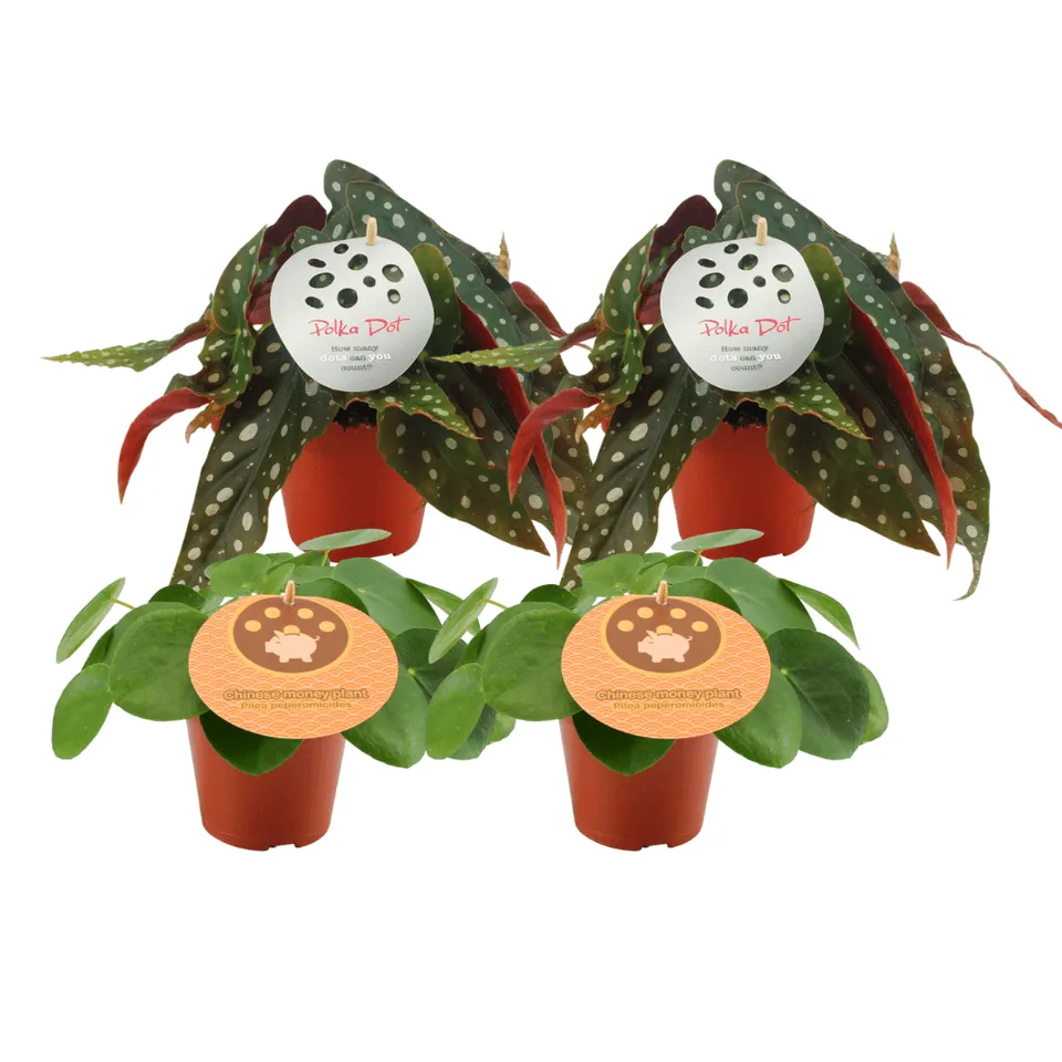 green-guardia-unsere-pflanzen-pilea-begonia-zimmerpflanze-4x-12cm image 1