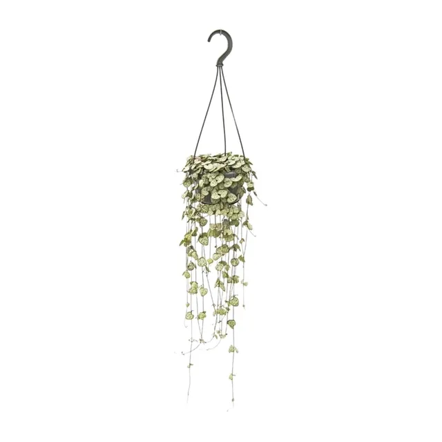 green-guardia-ceropegia-woodii-leuchterblume-50-cm-topf image 1