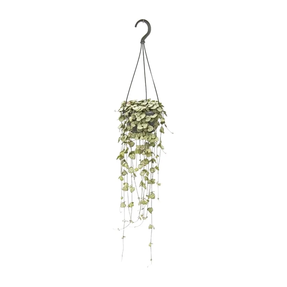 green-guardia-ceropegia-woodii-leuchterblume-50-cm-topf image 1