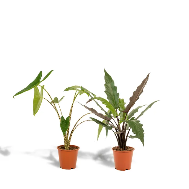 green-guardia-unsere-pflanzen-alocasia-elefantenohr-2x-75cm image 1