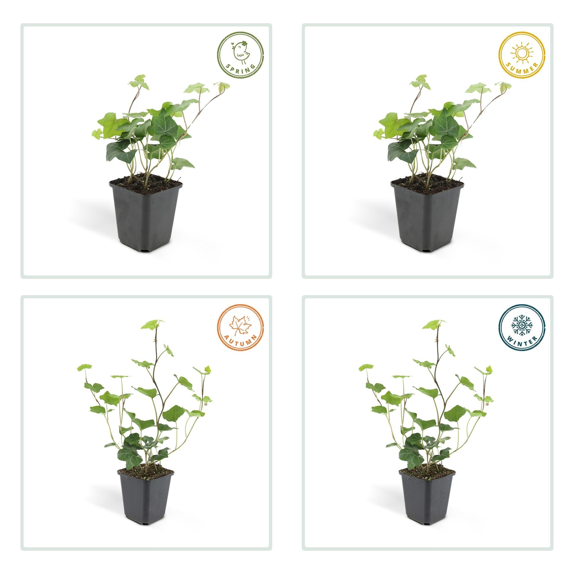 green-guardia-unsere-pflanzen-hedera-hibernica-efeu-6x-9-cm-topf image 1