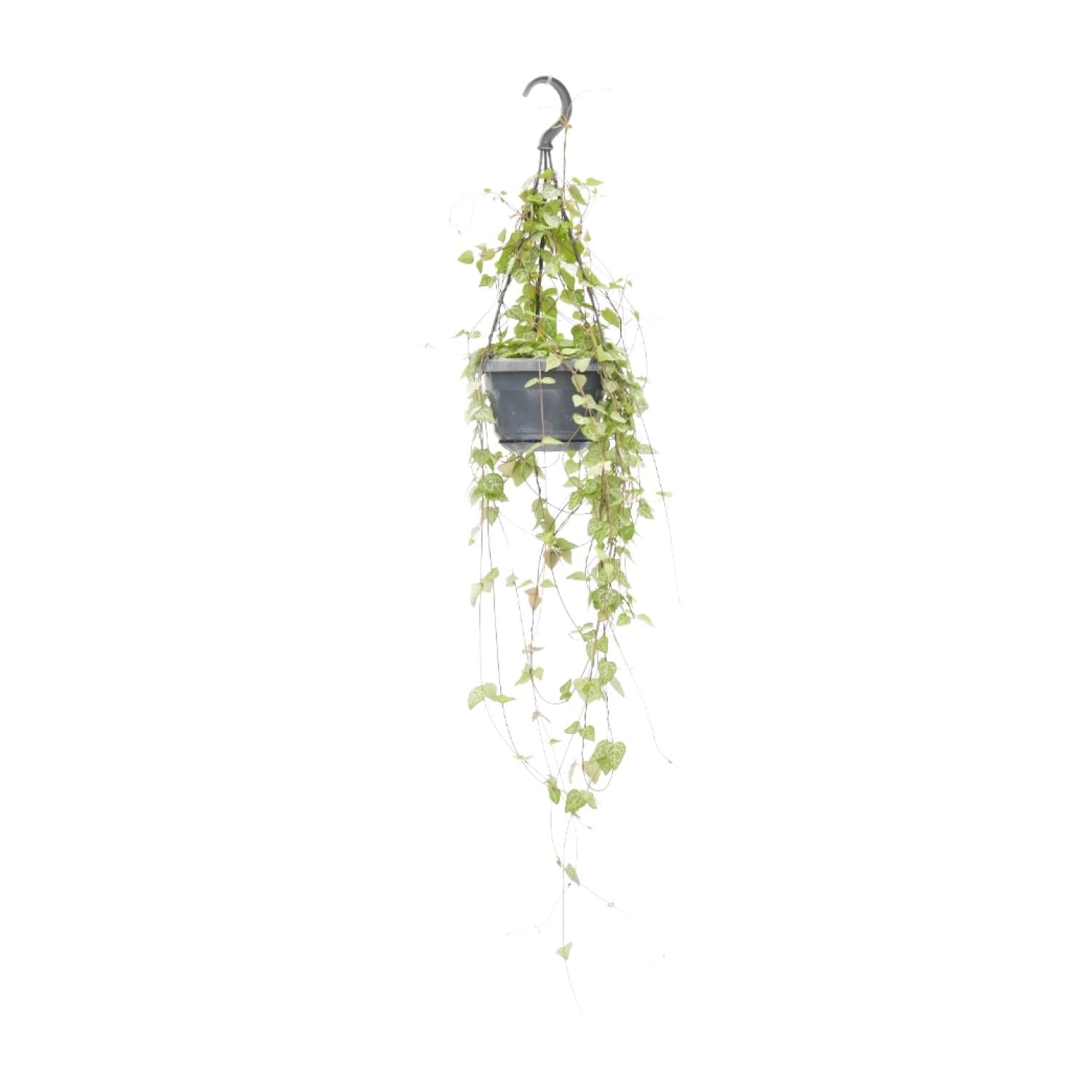 green-guardia-ceropegia-iris-leuchterblume-38-cm-h-ngend image 1
